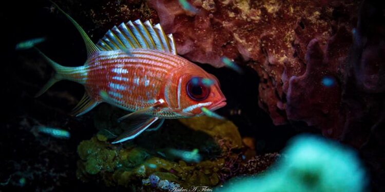 Long-spine squirrel fish. Photo Credit: Above And Below - By Andres Fletes