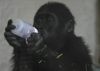 Zeytin, a 5-month-old male gorilla who was rescued at Istanbul Airport, drinks milk in a specially created section of a zoo, in Istanbul, Turkey on Sunday, January 12, 2025. Khalil Hamra/AP