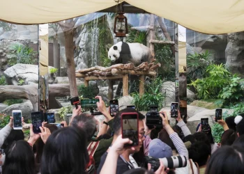 Visitors taking photos of giant panda Le Le at an event at Ocean Park last month celebrating 100 days since the birth of Hong Kong’s first panda twins.Chen Yongnuo / China News Service via Getty Images