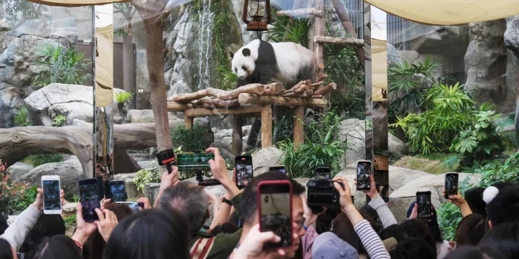 Visitors taking photos of giant panda Le Le at an event at Ocean Park last month celebrating 100 days since the birth of Hong Kong’s first panda twins.Chen Yongnuo / China News Service via Getty Images