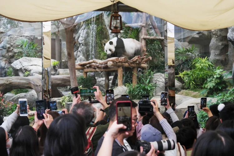 Visitors taking photos of giant panda Le Le at an event at Ocean Park last month celebrating 100 days since the birth of Hong Kong’s first panda twins.Chen Yongnuo / China News Service via Getty Images