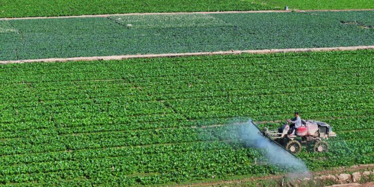 An aerial drone photo taken on Sept. 23, 2024 shows a farmer fertilizing vegetables in Xiaoba Township, Qingtongxia City in northwest China's Ningxia Hui Autonomous Region. (Xinhua/Yang Zhisen)