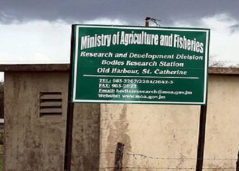 JAMAICA | From Agricultural Excellence to Sewage Plans: Bodles Research Station Faces Existential Threat