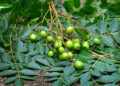 Neem leaves and fruits. Neem seeds with leaf. Neem tree medicinal herbs plant. Neem known as Margosa. Ayurvedic medicinal plant. (Google photo)