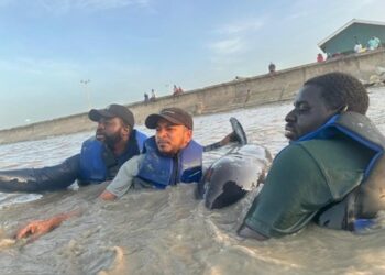 L-R: Elford Liverpool, Mark Ram, and Mr Eric Stoll from the University of Guyana at the Buxton Foreshore assisting in the rescue of a stranded whale