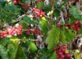 JAMAICA | Blue Mountain Coffee: A Bitter Harvest Behind Jamaica's Luxury Brand