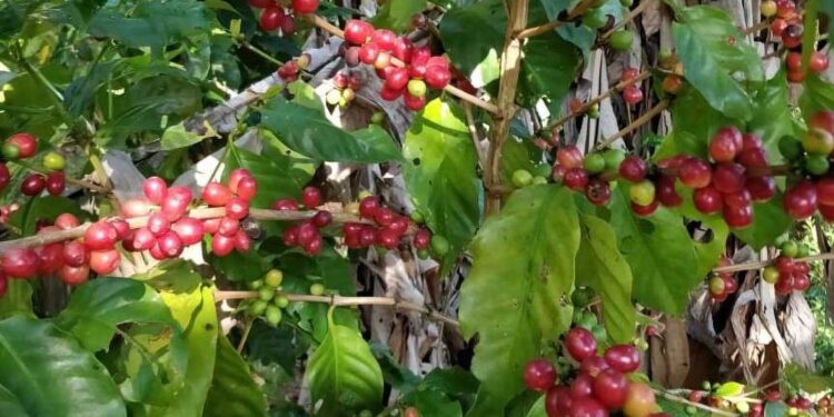 JAMAICA | Blue Mountain Coffee: A Bitter Harvest Behind Jamaica's Luxury Brand