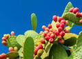 Nopal Cactus (Istock photo)