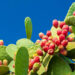 Nopal Cactus (Istock photo)