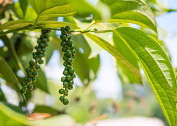 Blackpepper plant (Google photo)