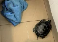 This photo provided by the Transportation Security Administration (TSA) shows a turtle in a box after a Pennsylvania man was caught with the turtle concealed in his pants when the TSA body scanner triggered an alarm in the area of the man’s groin on Friday, March 7, 2025, at Newark Liberty International Airport in Newark, N.J. (TSA via AP)