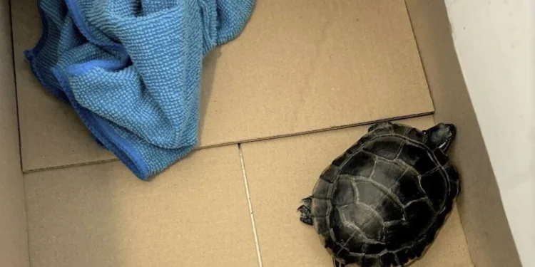 This photo provided by the Transportation Security Administration (TSA) shows a turtle in a box after a Pennsylvania man was caught with the turtle concealed in his pants when the TSA body scanner triggered an alarm in the area of the man’s groin on Friday, March 7, 2025, at Newark Liberty International Airport in Newark, N.J. (TSA via AP)