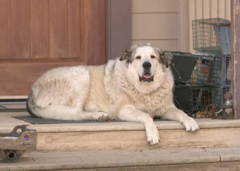Buford, an Anatolian Pyrenees, normally patrols his land and wards off coyotes.KPNX