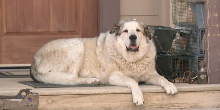 Buford, an Anatolian Pyrenees, normally patrols his land and wards off coyotes.KPNX