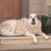 Buford, an Anatolian Pyrenees, normally patrols his land and wards off coyotes.KPNX