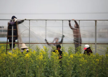 Farmers put up plastic sheets near a rapeseed or canola field in Yangzhou, Jiangsu province, China March 20, 2019. Picture taken March 20, 2019. REUTERS/File Photo Purchase Licensing Rights