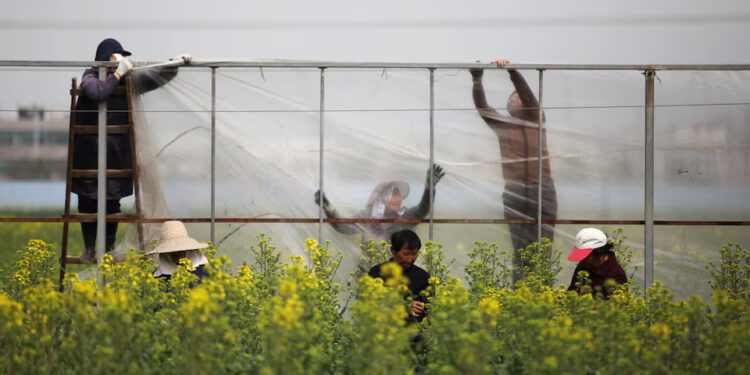Farmers put up plastic sheets near a rapeseed or canola field in Yangzhou, Jiangsu province, China March 20, 2019. Picture taken March 20, 2019. REUTERS/File Photo Purchase Licensing Rights
