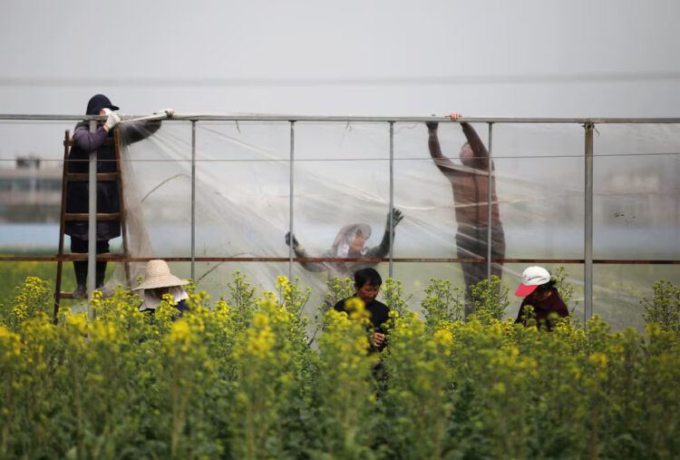 Farmers put up plastic sheets near a rapeseed or canola field in Yangzhou, Jiangsu province, China March 20, 2019. Picture taken March 20, 2019. REUTERS/File Photo Purchase Licensing Rights