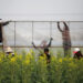 Farmers put up plastic sheets near a rapeseed or canola field in Yangzhou, Jiangsu province, China March 20, 2019. Picture taken March 20, 2019. REUTERS/File Photo Purchase Licensing Rights
