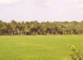 rice land