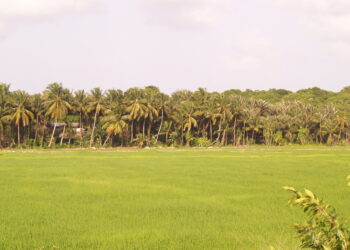 rice land