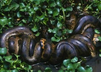 Scientists Discover the Largest Anaconda Ever Found in the Amazon During Will Smith’s Show Set | The Daily Galaxy --Great Discoveries Channel