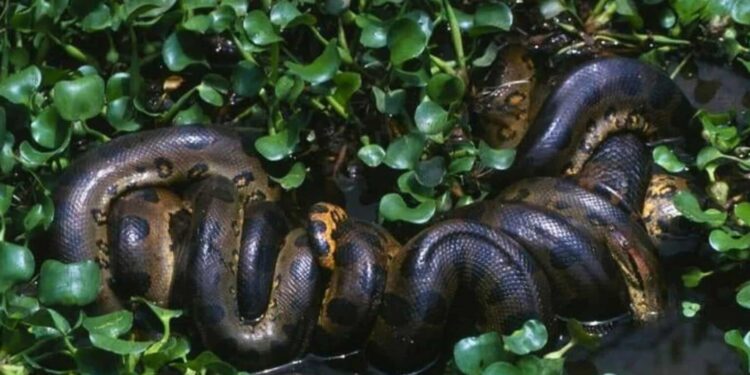 Scientists Discover the Largest Anaconda Ever Found in the Amazon During Will Smith’s Show Set | The Daily Galaxy --Great Discoveries Channel