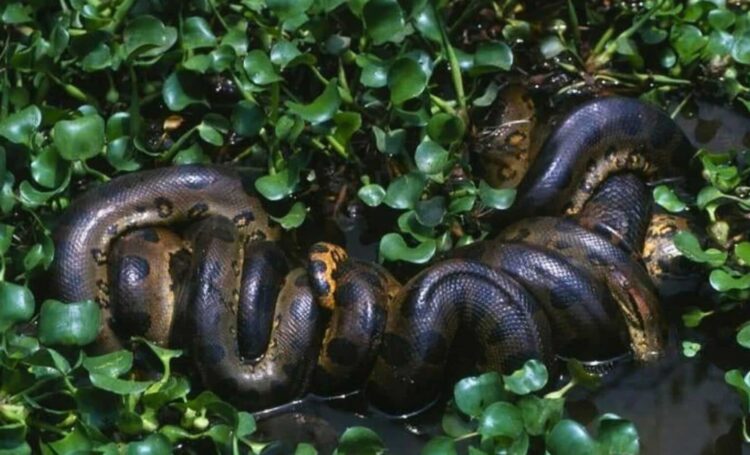 Scientists Discover the Largest Anaconda Ever Found in the Amazon During Will Smith’s Show Set | The Daily Galaxy --Great Discoveries Channel