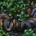 Scientists Discover the Largest Anaconda Ever Found in the Amazon During Will Smith’s Show Set | The Daily Galaxy --Great Discoveries Channel