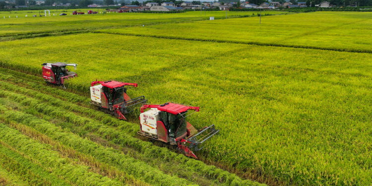 People harvest drought-resistant rice in Chengdu City, Sichuan Province, southwest China, September 19, 2024. /VCG