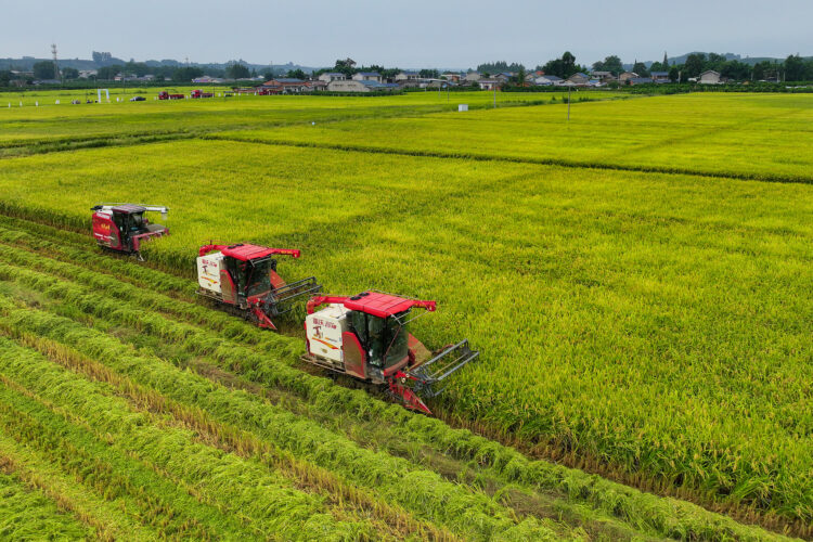 People harvest drought-resistant rice in Chengdu City, Sichuan Province, southwest China, September 19, 2024. /VCG