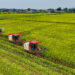 People harvest drought-resistant rice in Chengdu City, Sichuan Province, southwest China, September 19, 2024. /VCG