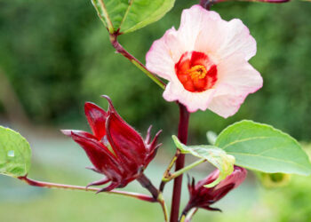 Hibiscus sabdariffa (sorrel)