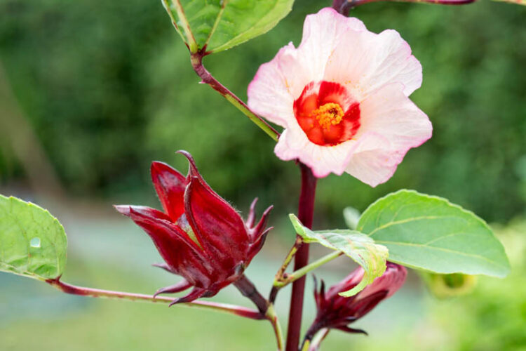 Hibiscus sabdariffa (sorrel)