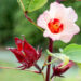 Hibiscus sabdariffa (sorrel)