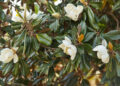 Magnolia trees (Google photo)