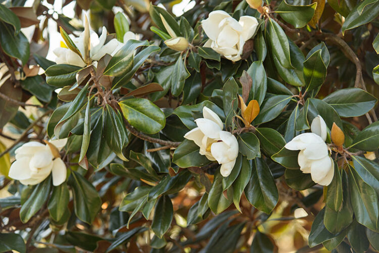 Magnolia trees (Google photo)
