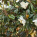 Magnolia trees (Google photo)
