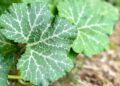 Pumpkin leaves