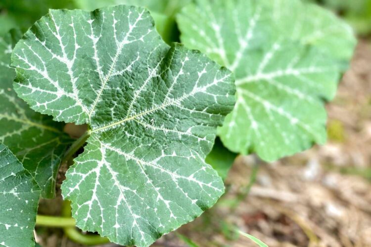 Pumpkin leaves