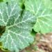 Pumpkin leaves
