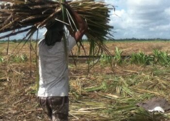Sugar worker fetching cane on his head. Google phone