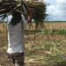 Sugar worker fetching cane on his head. Google phone