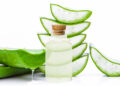 Aloe (APA photo)
