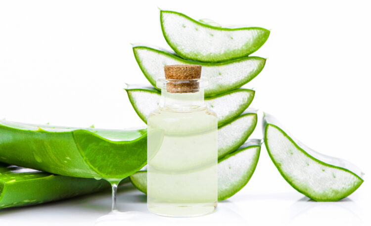 Aloe (APA photo)