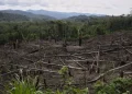 Cut down trees lie near the Cordillera Azul National Park in Peru’s Amazon Forest on Oct. 3, 2022. (AP Photo/Martin Mejia, File)
