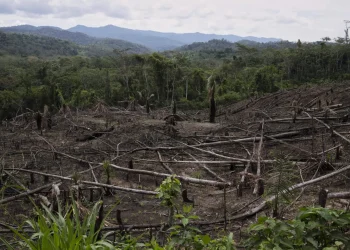 Cut down trees lie near the Cordillera Azul National Park in Peru’s Amazon Forest on Oct. 3, 2022. (AP Photo/Martin Mejia, File)