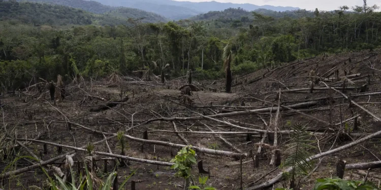 Cut down trees lie near the Cordillera Azul National Park in Peru’s Amazon Forest on Oct. 3, 2022. (AP Photo/Martin Mejia, File)