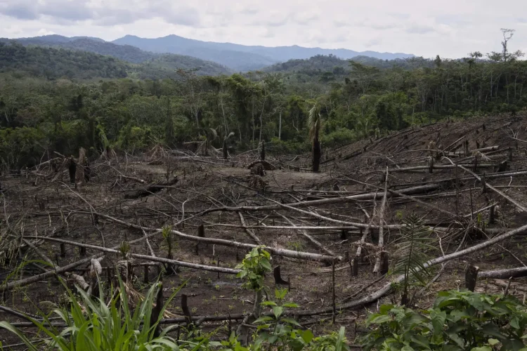 Cut down trees lie near the Cordillera Azul National Park in Peru’s Amazon Forest on Oct. 3, 2022. (AP Photo/Martin Mejia, File)