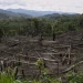 Cut down trees lie near the Cordillera Azul National Park in Peru’s Amazon Forest on Oct. 3, 2022. (AP Photo/Martin Mejia, File)